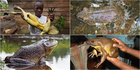 Worlds Largest Frog Can Be Found In Cameroon And Equatorial Guinea