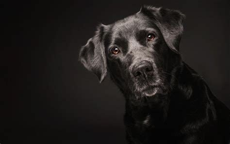 Black Dog Wallpapers Top Free Black Dog Backgrounds Wallpaperaccess