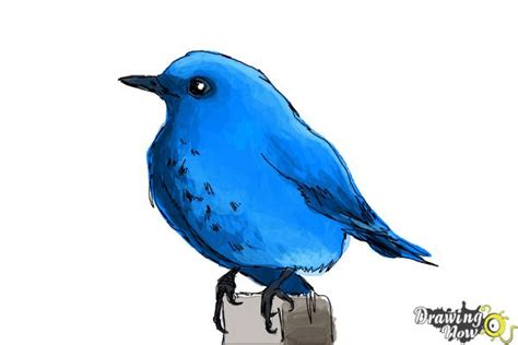 Bluebird Drawing Carinewbi