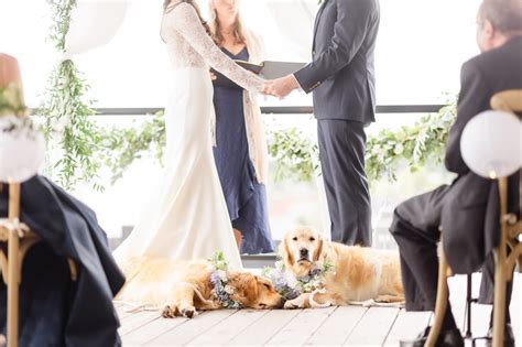 Diy Dog Flower Collar Wedding Diy Tutorial Diary Of A Debutante