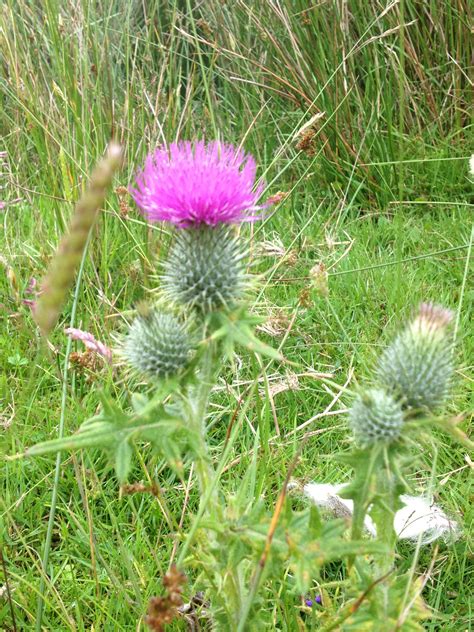 Beautiful Thistle Growing In The Scottish Highlands Scottish