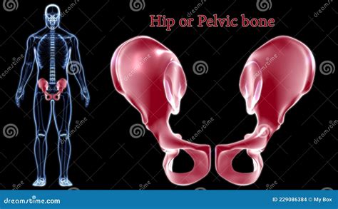 Human Skeleton Hip Or Pelvic Bone Anatomy For Medical Concept 3d Stock