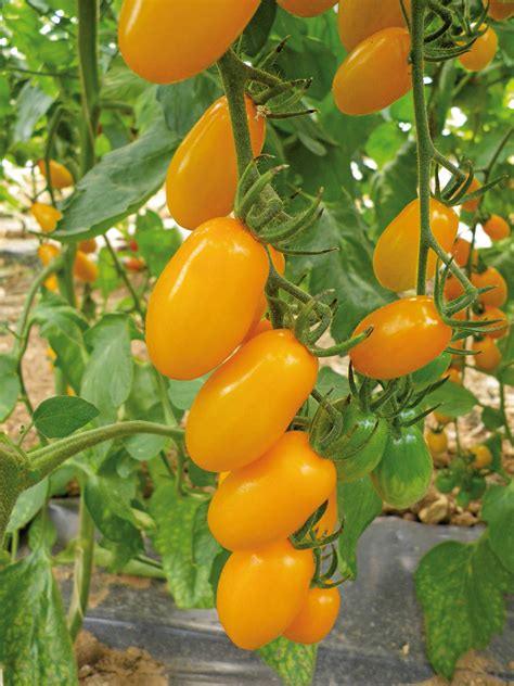 Tomate Cerise AllongÉe Jaune La Ferme Saint Antoine