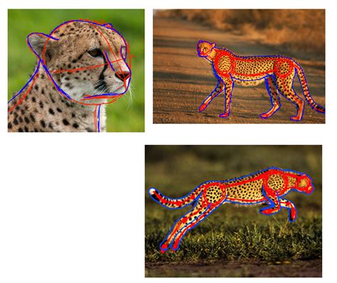 Cheetah Anatomy Study By Konekokreations On Deviantart