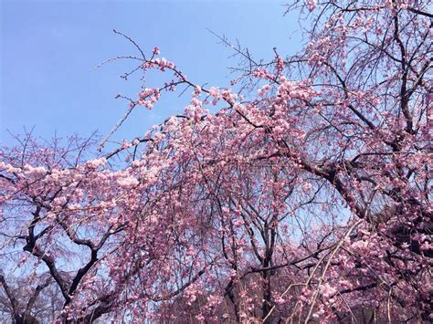 Sakura Cherry Blossom Blooming In Tokyo Japan Stock Photo Image Of