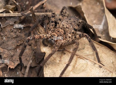 Closeup Of Ground Huntsman Spider Heteropoda Venatoria Satara