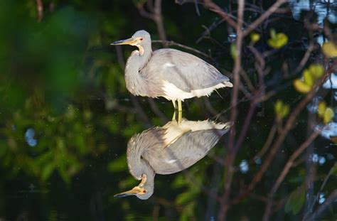 North Carolina Is Home To 11 Types Of Herons Nature Blog Network