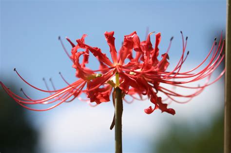 Red Spider Lily Lycoris Radiata Heirloom Bulbs