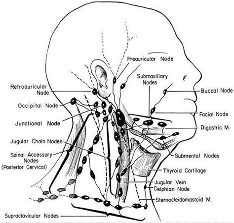 This article will explore the anatomy of lymphatic drainage throughout the the deep lymphatic vessels of the head and neck arise from the deep cervical lymph nodes. Pictures Of Anterior Cervical Lymph Nodes - 2020