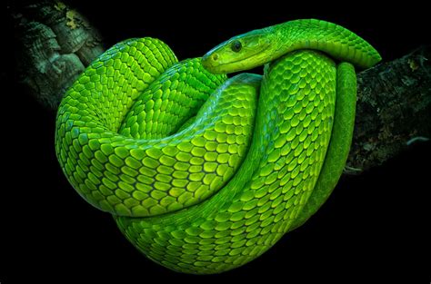 Australia Top 10 Species Of The Most Lethal Snakes Serious Facts