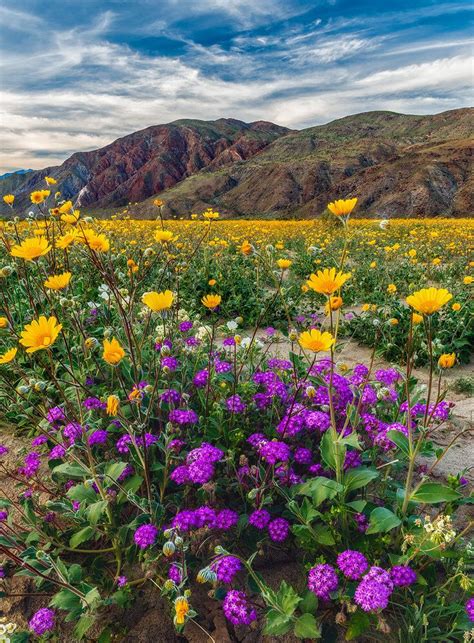 The Blooming Desert Beautiful Nature Beautiful Landscapes Flowers
