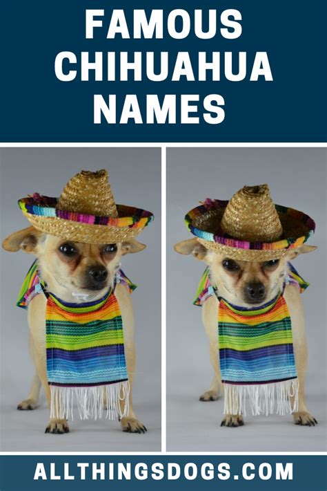 Mexican Chihuahua Names For Females Pets Lovers