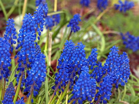 Bluebells Spring In Vermilion Ohio Kimber Flickr