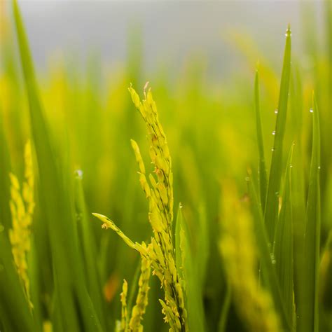 Free Images Yellow Rice Vegetation Paddy Field Close Up Grass