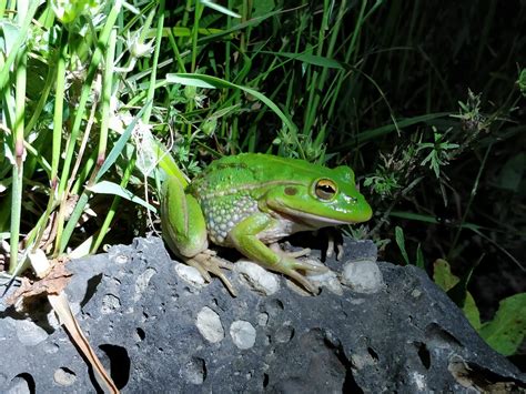 Growling Grass Frog Centre For Urban Research