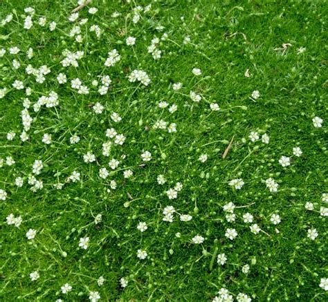 1000 Bulk Seeds Irish Moss Pearlwort Sagina Subulata Seeds And Bulbs