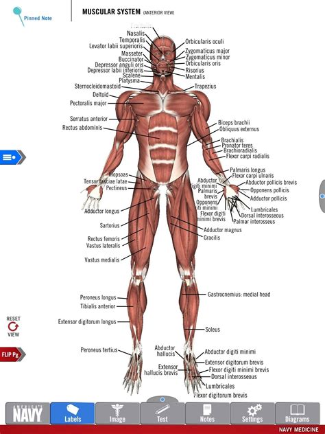 Anatomy Study Guide Diagram Of The Muscular System From The Free