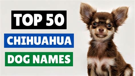 Cute Chihuahua Dog Names 💖🥰 Top 50 Male And Female Youtube