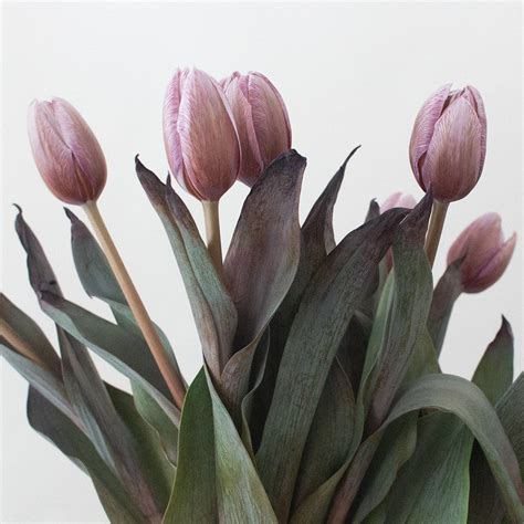 Mauve Brownie Tulips Dyed Diy Wedding Flowers Flower Moxie