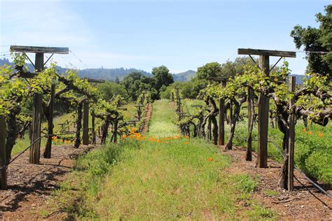 Coastal Range Vineyards Vineyard Installation And Management