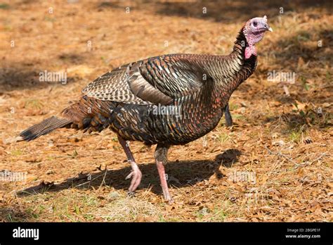 Tom Wild Turkey Hi Res Stock Photography And Images Alamy