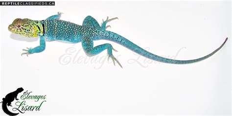 Reptile Classifieds Cb Blazing Blue Eastern Collared Lizards Babies