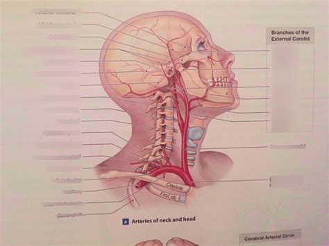 Arteries Neck Head Brain Diagram Quizlet