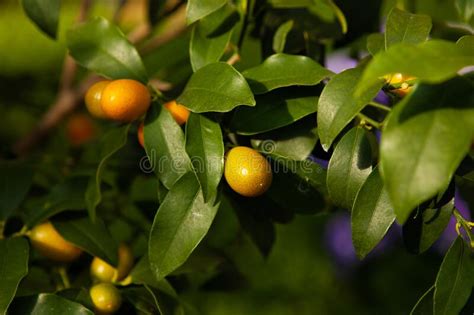 Citrus Tree With Fruit Small Orange Stock Photo Image Of Tangerine