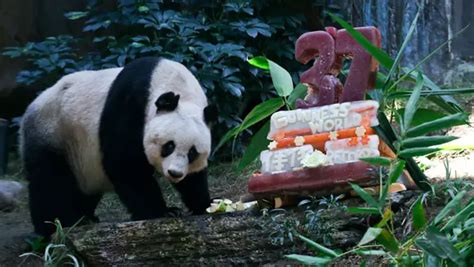 Oldest Panda Ever Celebrates Her 37th Birthday And Two New Record