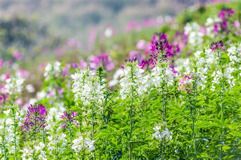 Purple And White Flowers In The Field With Blurred Background Stock