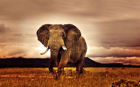 African Safari Pictures Hd Desktop Wallpapers 4k Hd