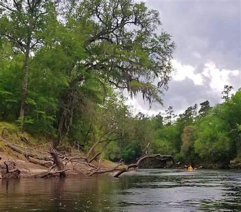 Suwannee River State Park The Practical Guide