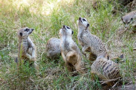 Meerkat The Houston Zoo