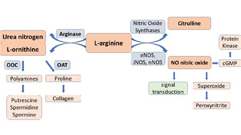 L Arginine Catabolism Pathways By Nitric Oxide Synthases To Nitric