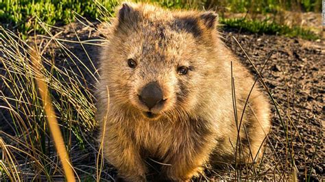 Australia To Travelers Wombats Need Respect Not Selfies Cnn Travel