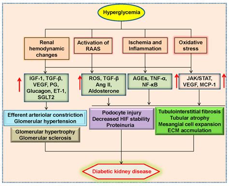 Hypertension And Kidney Disease Pathophysiology Slide Share