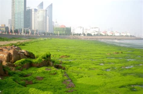 Gulf Of Mexicos Dead Zone In 2017 Could Be The Largest On Record