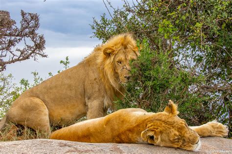 Tanzania Honeymooning Lions Serengeti National Park Tanzania 2022