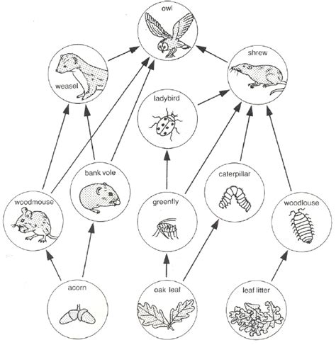 These are a grazing food web, and a detrital food web. food web