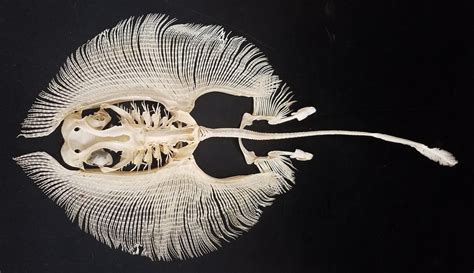 Before we reveal the number of bones your baby is born with, it makes sense to give this conversation how many bones does a baby have? A stingray skeleton is probably one of the more ...
