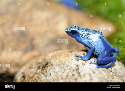 Blue Poison Dart Frog Sitting Stone Dendrobates Tinctorius Azureus