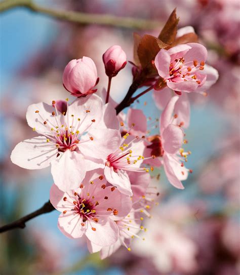 Flowering Plum Tree Blossoms The Backyard Is In Full Bloom Flickr