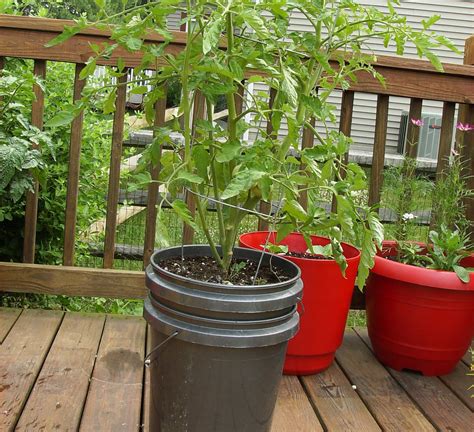 Self Watering Planters Tomatoes G4rden Plant