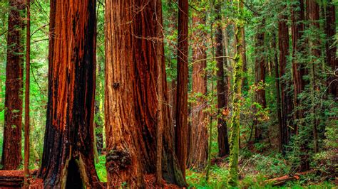 Redwood Desktop Wallpapers Top Free Redwood Desktop Backgrounds