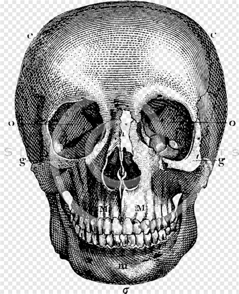 How To Draw A Skull On Fire Step By Step Easy