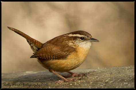 Carolina Wren~~~ Northern Virginia Birds Backyard Birds Wren Birds