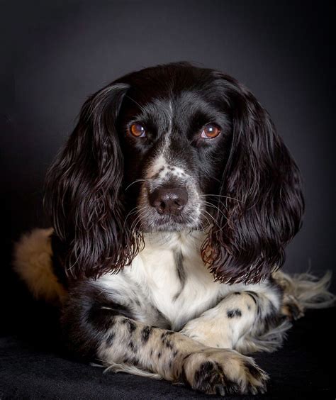 English Springer Spaniel Portrait By Jfphotography Redbubble