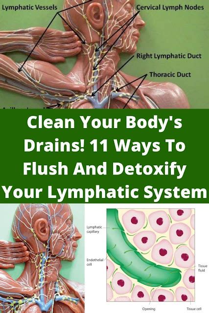 11 Ways To Detox Your Lymphatic System Your Bodys Drains