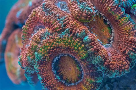Mind Bending Fluorescent Coral Reef Photography Psychedelic Frontier