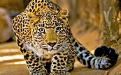 Beautiful Leopard - Image Abyss